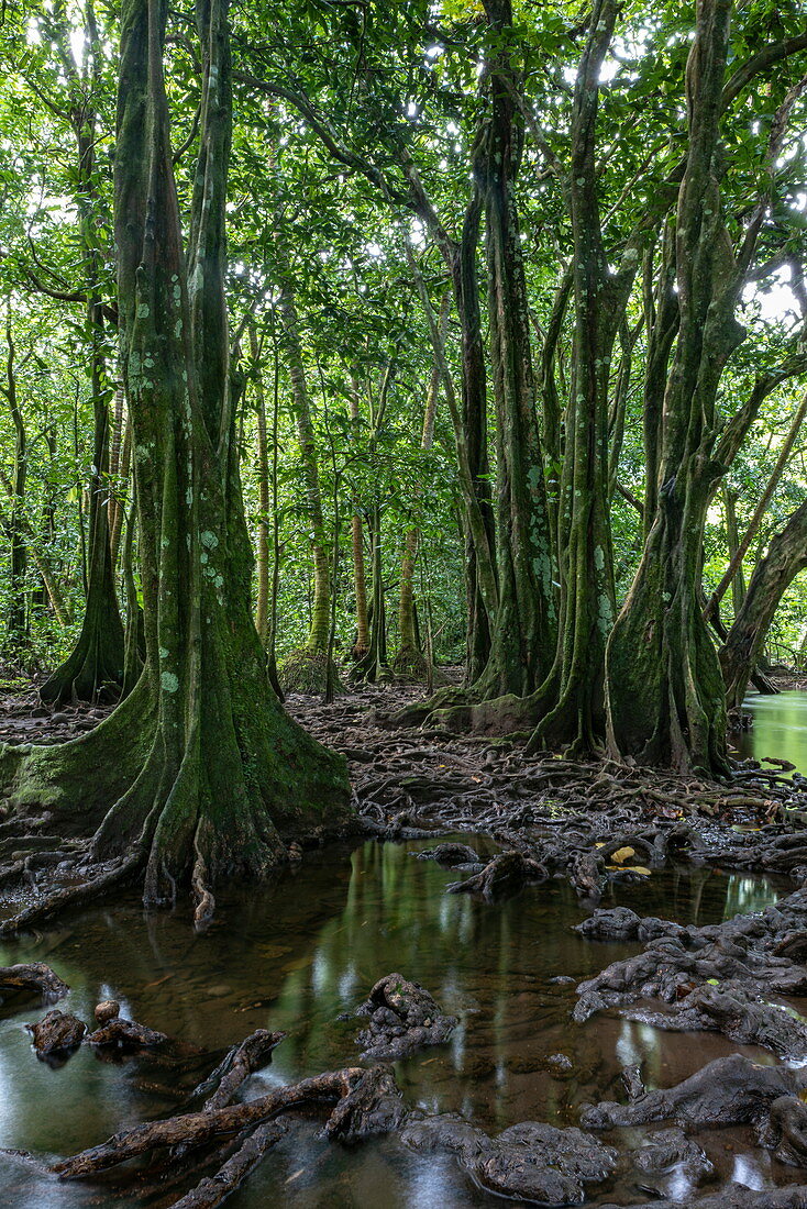Banyan Bäume und Mangroven entlang Bach nahe der Höhle Grotte Vaipori, Tahiti Iti, Tahiti, Windward Islands, Französisch-Polynesien, Südpazifik