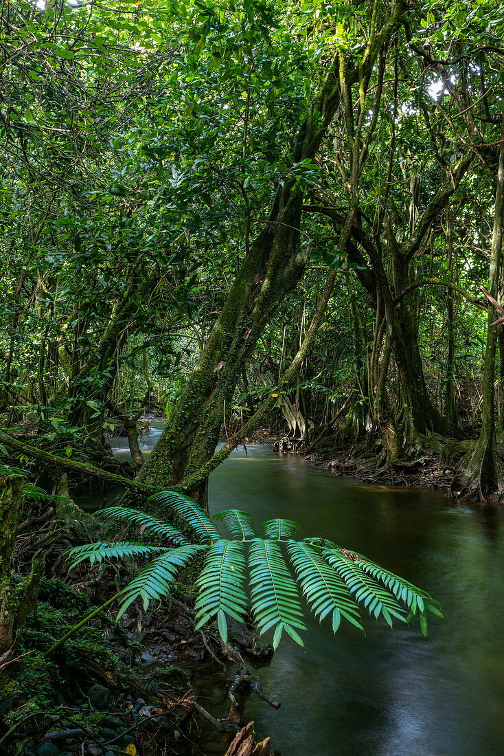 Großer Farn und Mangroven entlang Bach nahe der Höhle Grotte Vaipori, Tahiti Iti, Tahiti, Windward Islands, Französisch-Polynesien, Südpazifik