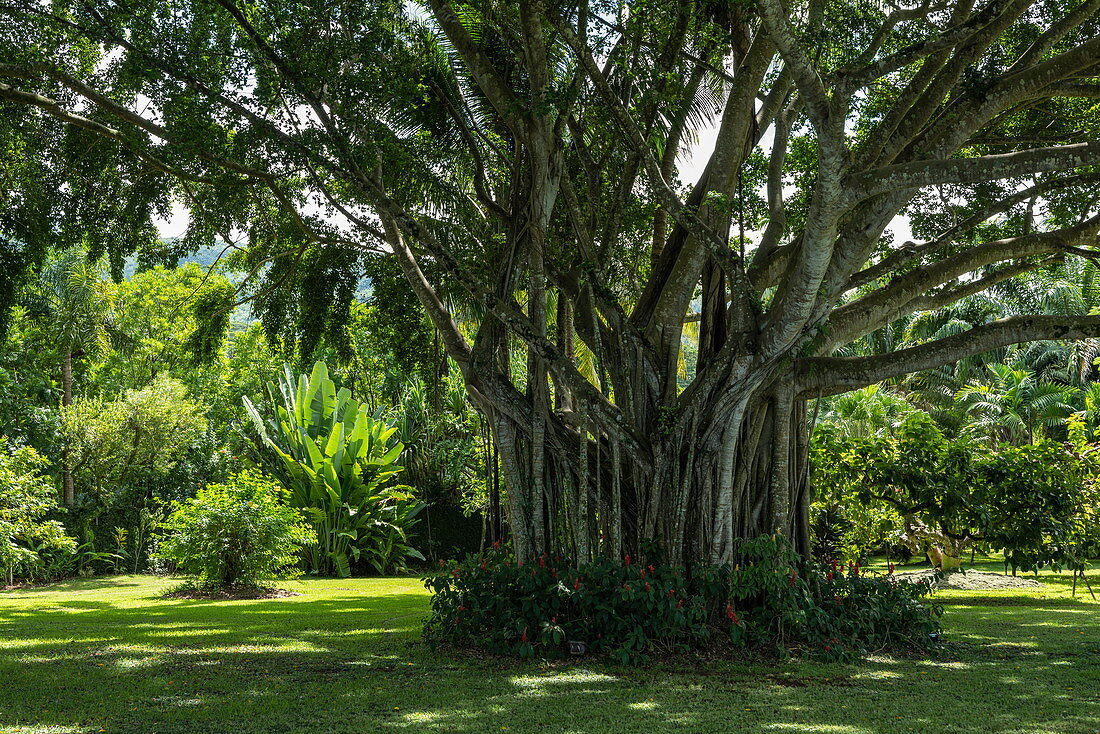 Riesiger Banyan Baum in Garten, Tahiti, Windward Islands, Französisch-Polynesien, Südpazifik