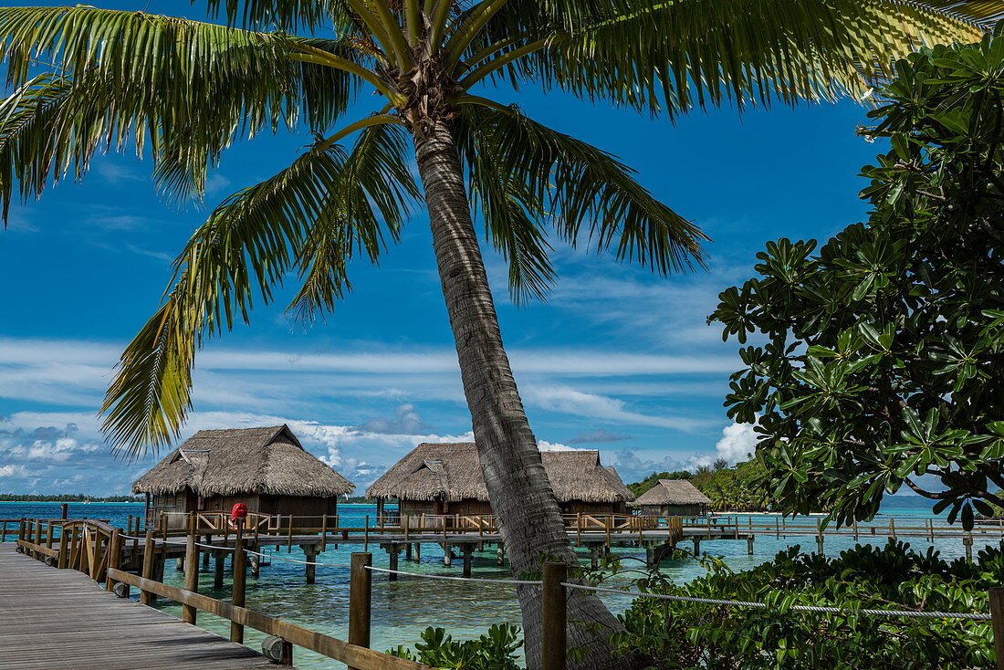 Coconut palm and overwater bungalows at Sofitel Bora Bora Private Island Resort, Bora Bora, Leeward Islands, French Polynesia, South Pacific