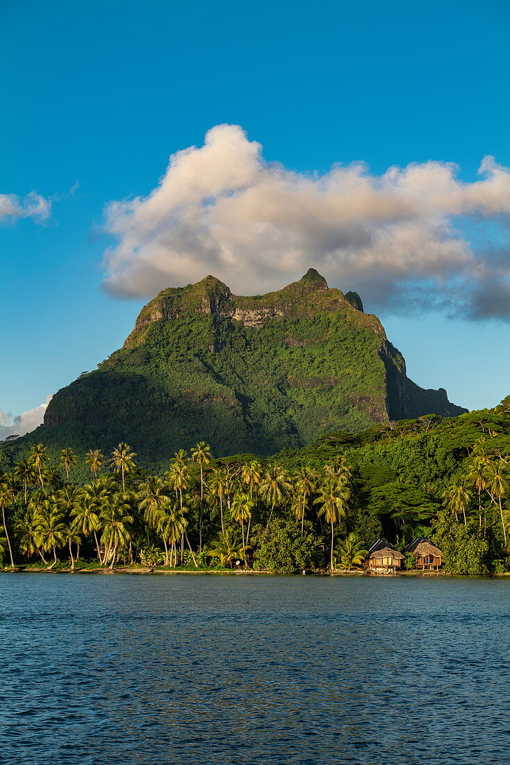 Kokospalmen auf Insel mit Mount Otemanu dahinter, Bora Bora, Leeward Islands, Französisch-Polynesien, Südpazifik