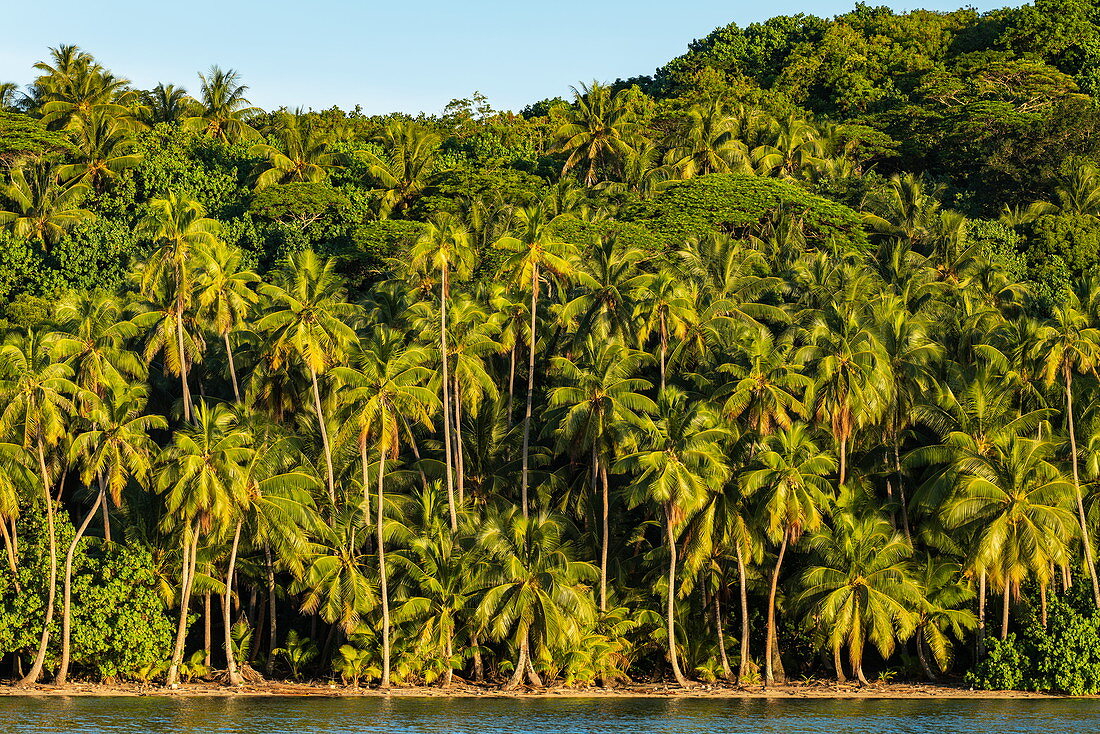 Kokospalmen entlang Lagune von Bora Bora, Bora Bora, Leeward Islands, Französisch-Polynesien, Südpazifik