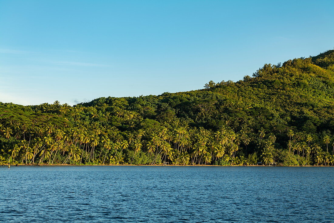 Kokospalmen entlang Lagune von Bora Bora, Bora Bora, Leeward Islands, Französisch-Polynesien, Südpazifik