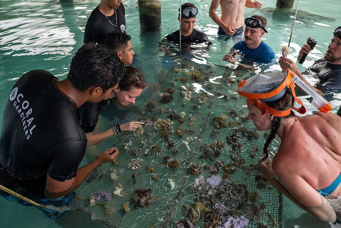 Corals are planted in the Moorea Lagoon, Windward Islands, French Polynesia, South Pacific as part of the 'Association of Coral Gardeners' program