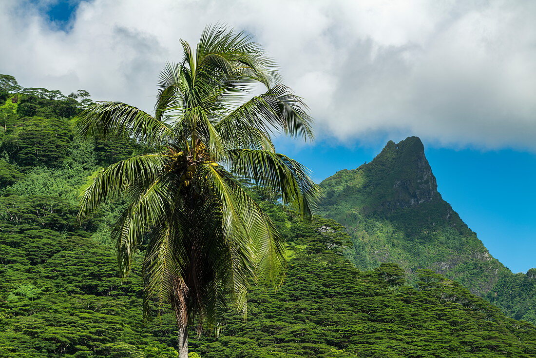 Kokospalme, üppige Vegetation und Berg, Moorea, Windward Islands, Französisch-Polynesien, Südpazifik