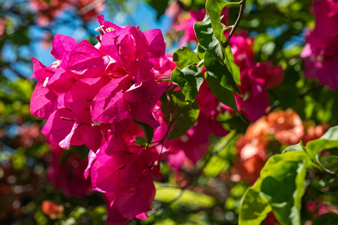 Purple flowers of a bougainvillea, Moorea, Windward Islands, French Polynesia, South Pacific