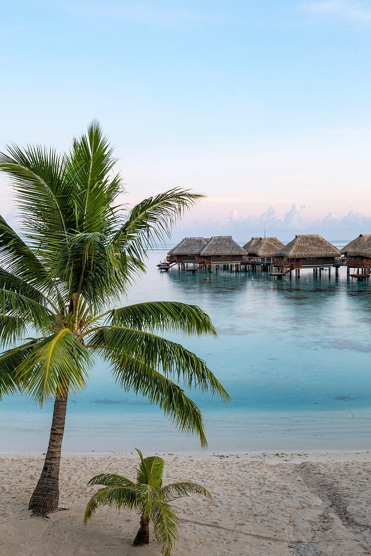 Kokospalmen am Strand und Überwasserbungalows des Hilton Moorea Lagoon Resort & Spa im frühen Morgenlicht, Moorea, Windward Islands, Französisch-Polynesien, Südpazifik