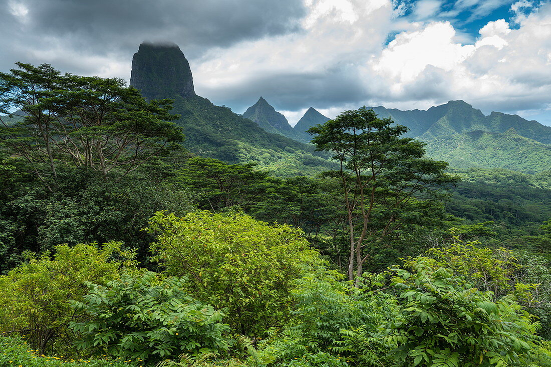 Lush vegetation and mountains seen from Belvedere Lookout, Moorea, Windward Islands, French Polynesia, South Pacific