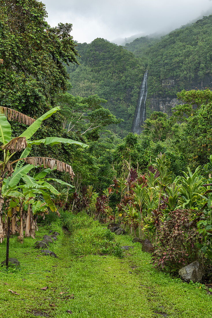 Üppige Vegetation entlang des Weges zum Wasserfall Afareaitu, Moorea, Windward Islands, Französisch-Polynesien, Südpazifik