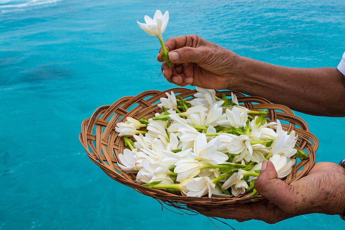 Tiare Blumen werden an Passagiere des Passagierfrachtschiff Aranui 5 (Aranui Cruises) überreicht, Rotoava, Fakarava-Atoll, Tuamotu-Inseln, Französisch-Polynesien, Südpazifik