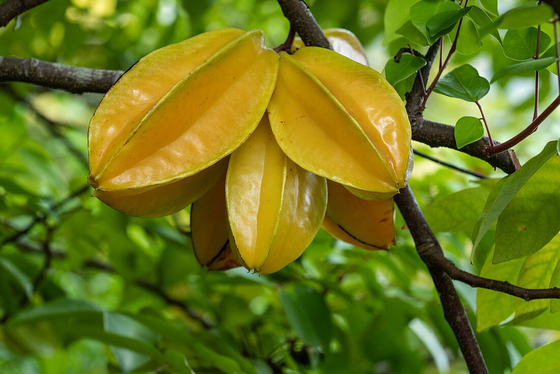 Carambola Sternfrucht am Baum, Puamau, Hiva Oa, Marquesas-Inseln, Französisch-Polynesien, Südpazifik