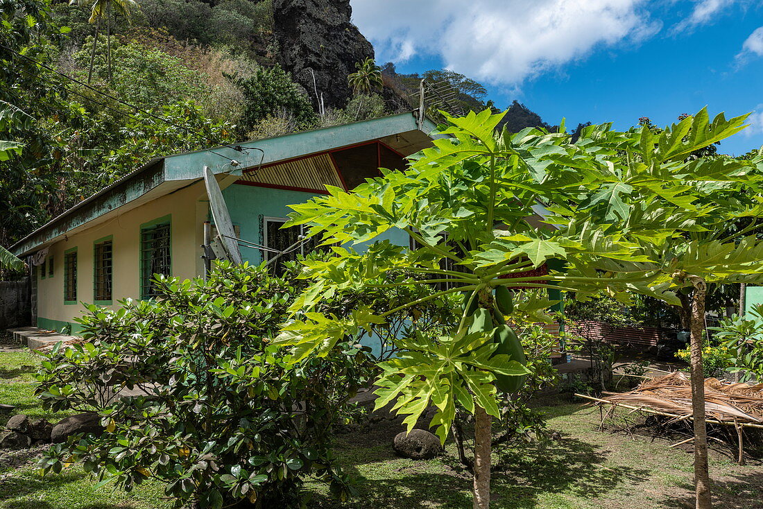Papaya Baum im Vorgarten eines Hauses, Omoa, Fatu Hiva, Marquesas-Inseln, Französisch-Polynesien, Südpazifik