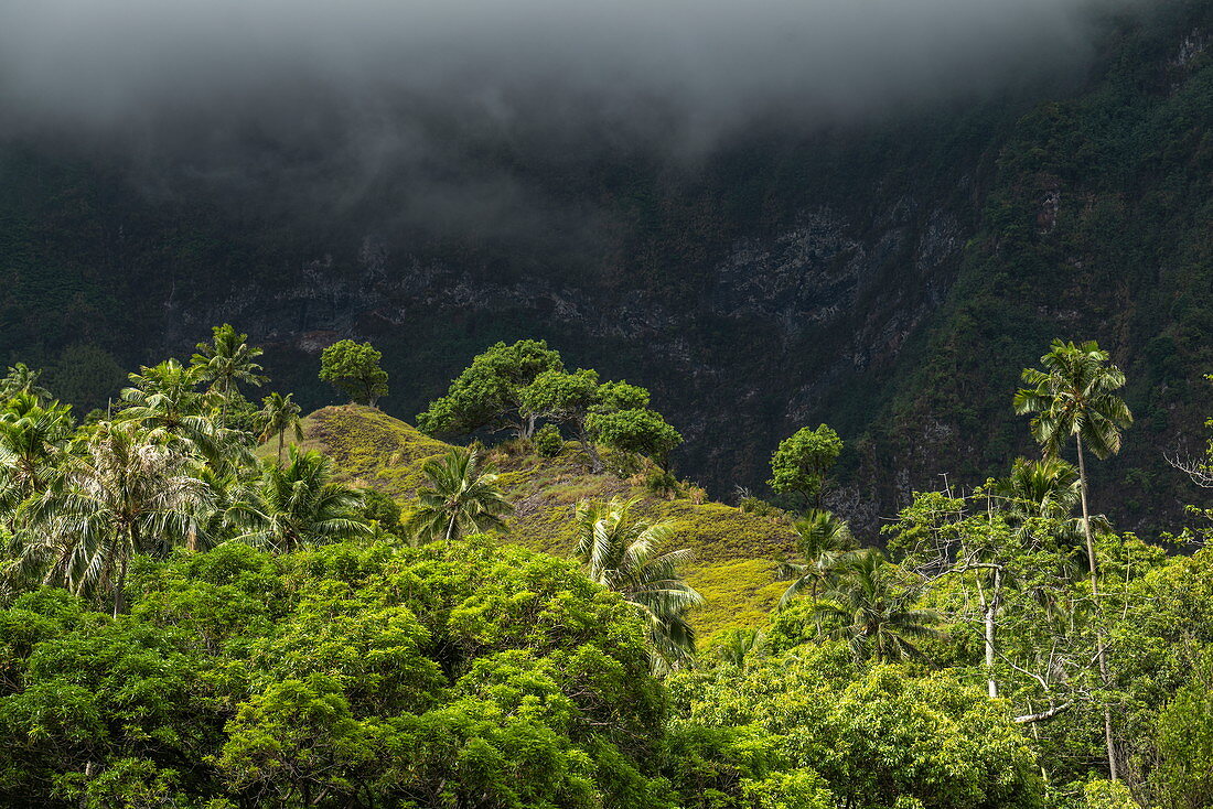 Palm trees and mountain backdrop, Hanavave, Fatu Hiva, Marquesas Islands, French Polynesia, South Pacific