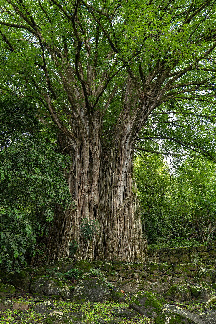 Ein riesiger Banyan-Baum steht zwischen Stein-Tikis, heiligen Ritualstätten (me’ae) und riesigen Steinplattformen (paepae) an der archäologischen Stätte Kamuihai im Taipivai-Tal, nahe Taipivai, Nuku Hiva, Marquesas-Inseln, Französisch-Polynesien, Südpazifik