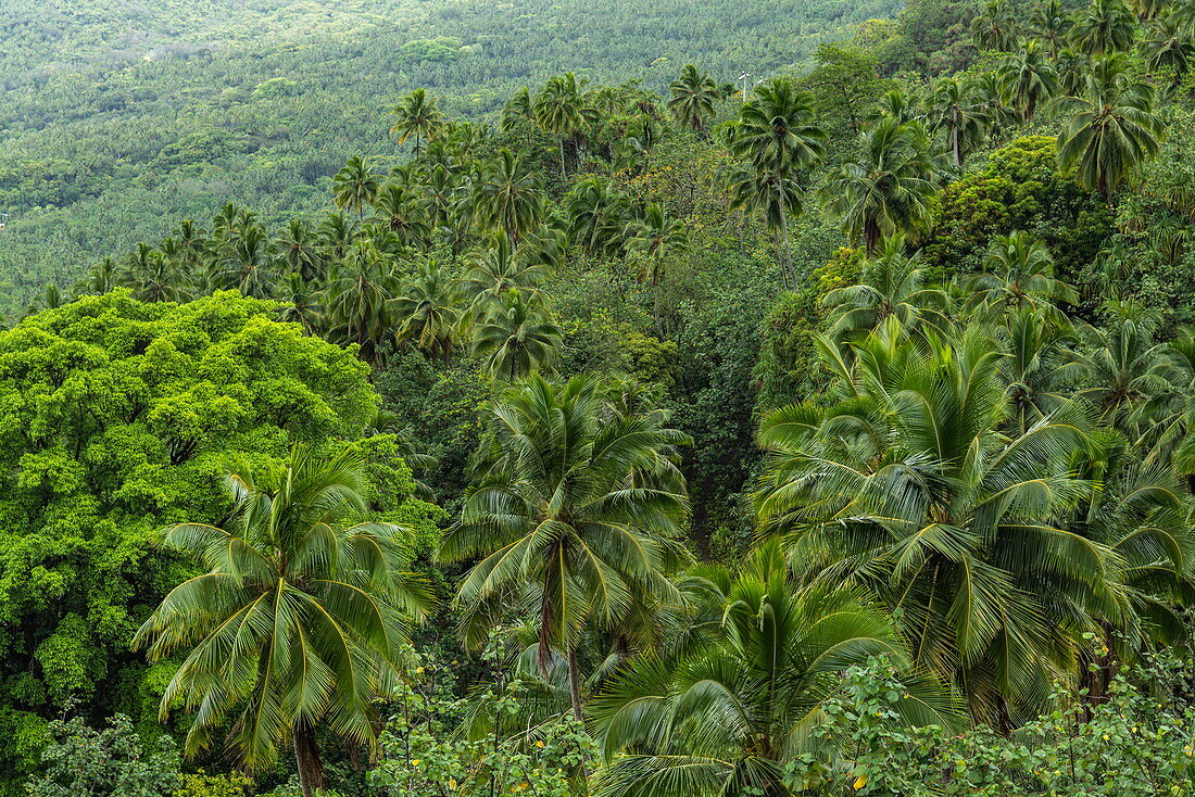 Kokospalmen inmitten üppiger Dschungelvegetation, nahe Taipivai, Nuku Hiva, Marquesas-Inseln, Französisch-Polynesien, Südpazifik