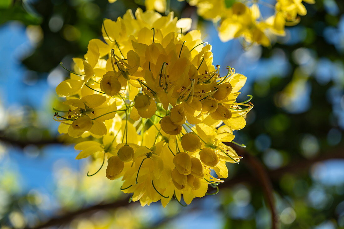 Herrlicher gelb blühender Baum, Taiohae, Nuku Hiva, Marquesas-Inseln, Französisch-Polynesien, Südpazifik