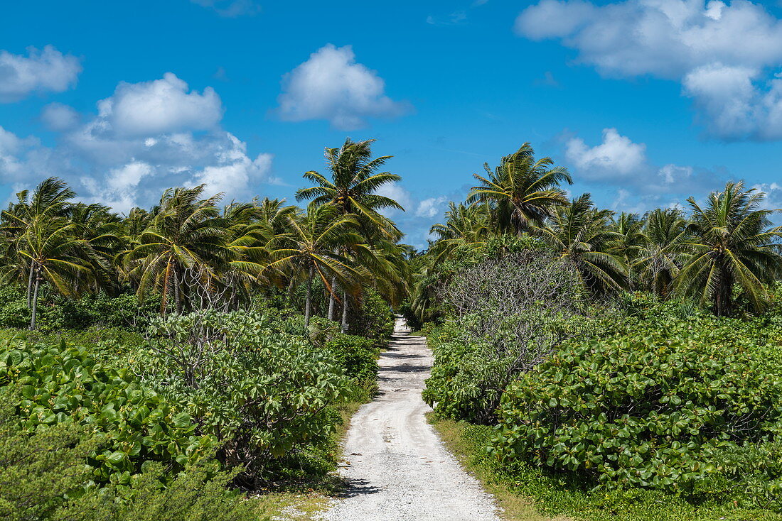 Road through the interior of the island with coconut trees, Avatoru Island, Rangiroa Atoll, Tuamotu Islands, French Polynesia, South Pacific