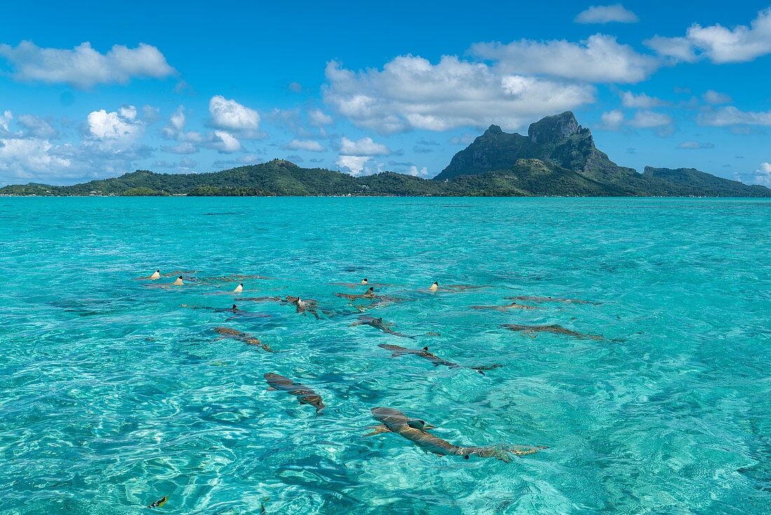 Whitetip reef sharks during boat trip with the 'Shark Boys' in Bora Bora lagoon with Mount Otemanu in the distance, Bora Bora, Leeward Islands, French Polynesia, South Pacific