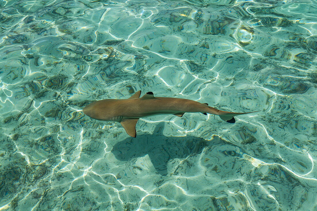 Weißspitzen-Riffhai während eines Bootsausflugs mit den "Shark Boys" in der Lagune von Bora Bora, Bora Bora, Leeward Islands, Französisch-Polynesien, Südpazifik