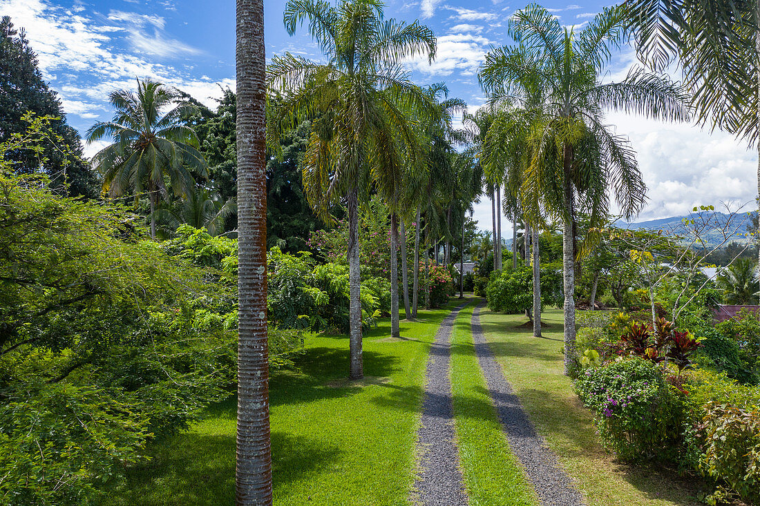 Luftaufnahme eines von Kokospalmen gesäumten Weges durch Garten, Vaiperetai, Tahiti, Windward Islands, Französisch-Polynesien, Südpazifik