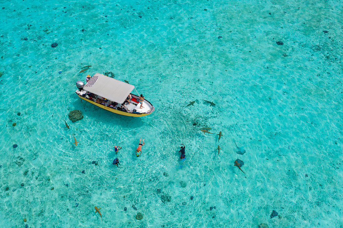 Motu taxi boat excursion for snorkeling with reef sharks and stingrays in the lagoon of Bora Bora, Bora Bora, Leeward Islands, French Polynesia, South Pacific