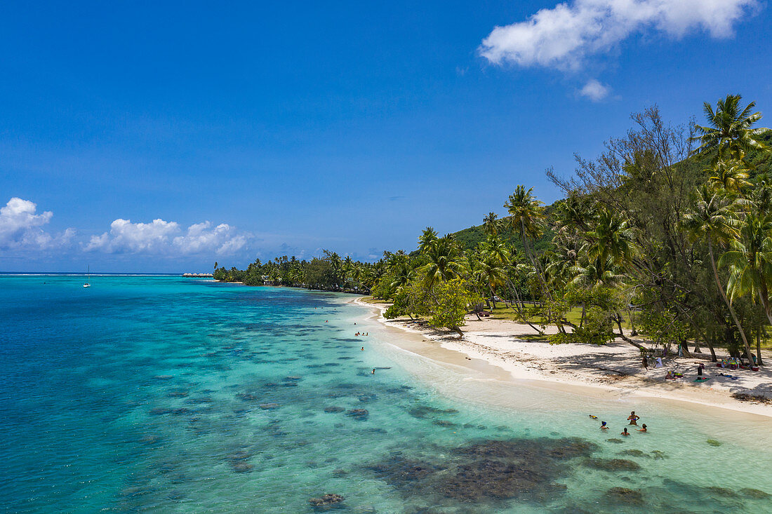 Luftaufnahme von Strand und Menschen im Wasser der Opunohu Bay, Moorea, Windward Islands, Französisch-Polynesien, Südpazifik