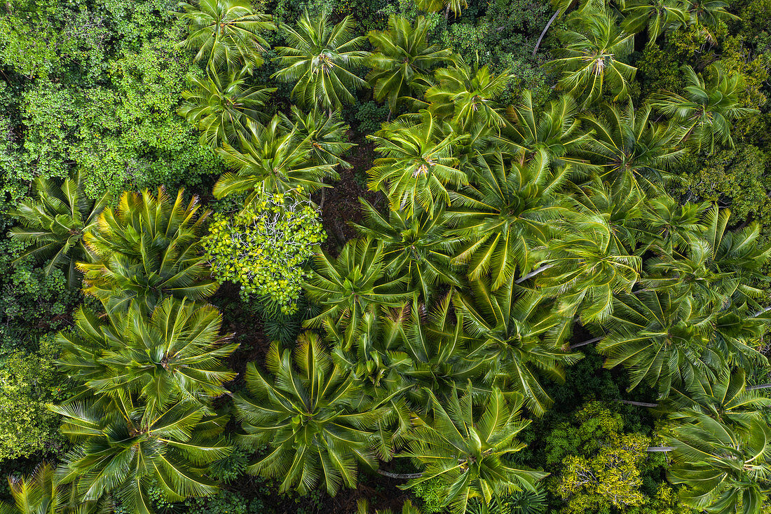 Aerial view of palm trees near the archaeological site of Meae Iipona, Puamau, Hiva Oa, Marquesas Islands, French Polynesia, South Pacific