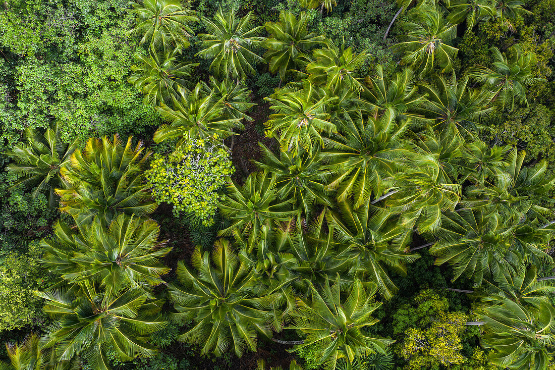 Luftaufnahme von Palmen nahe der archäologischen Stätte Meae Iipona, Puamau, Hiva Oa, Marquesas-Inseln, Französisch-Polynesien, Südpazifik