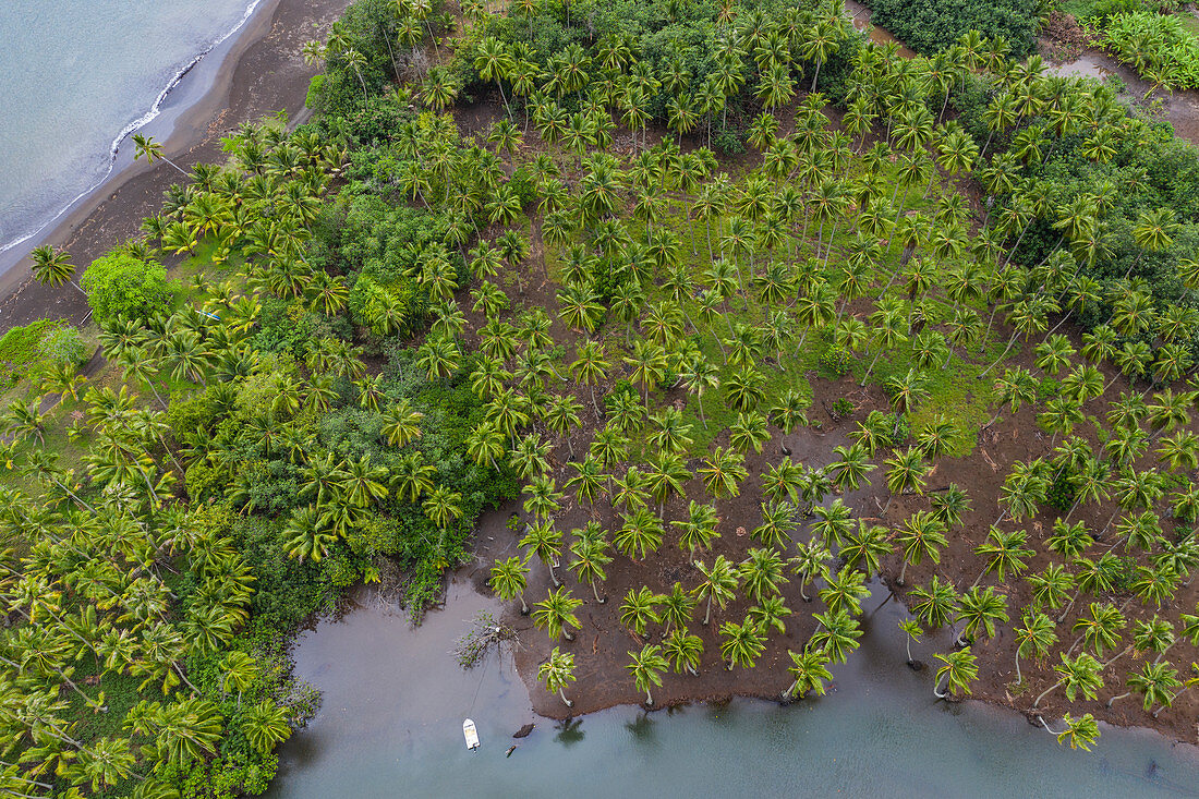 Luftaufnahme von Kokospalmen am Strand an Flussmündung, Taipivai, Nuku Hiva, Marquesas-Inseln, Französisch-Polynesien, Südpazifik