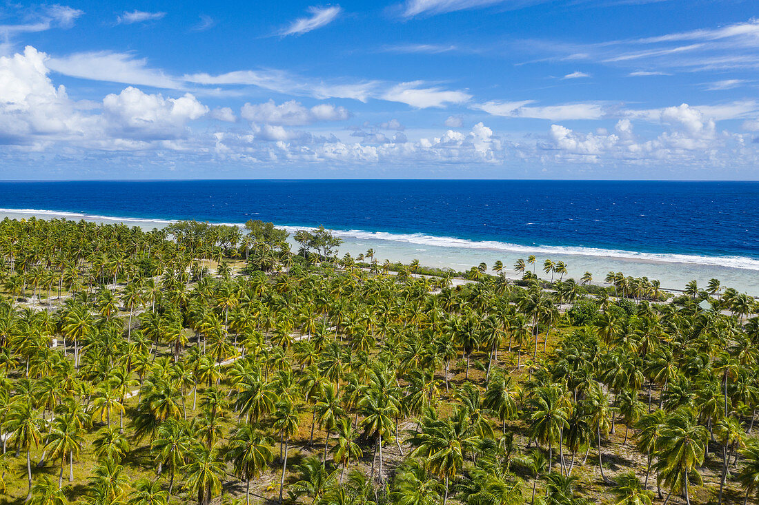 Aerial view of coconut plantation, Avatoru Island, Rangiroa Atoll, Tuamotu Islands, French Polynesia, South Pacific