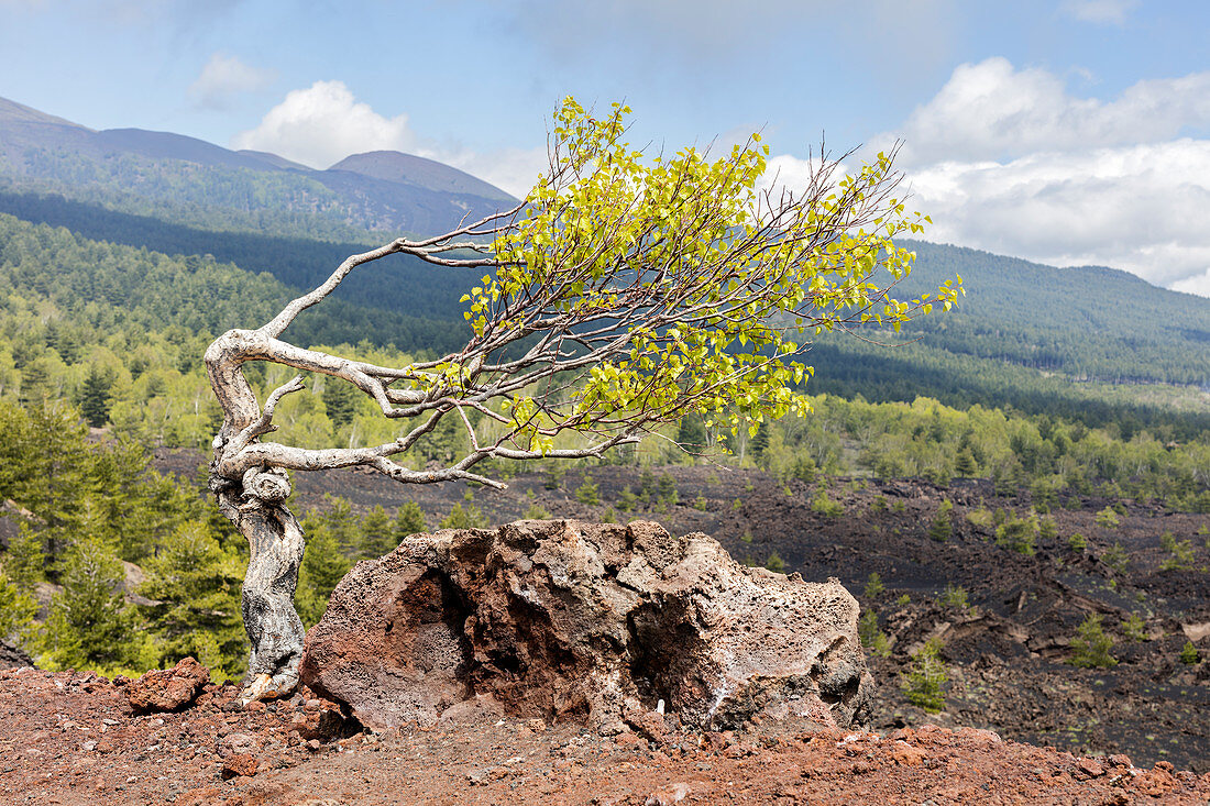 Birch (Betula pendula), Etna, Monti Sartorius, Sicily, Italy