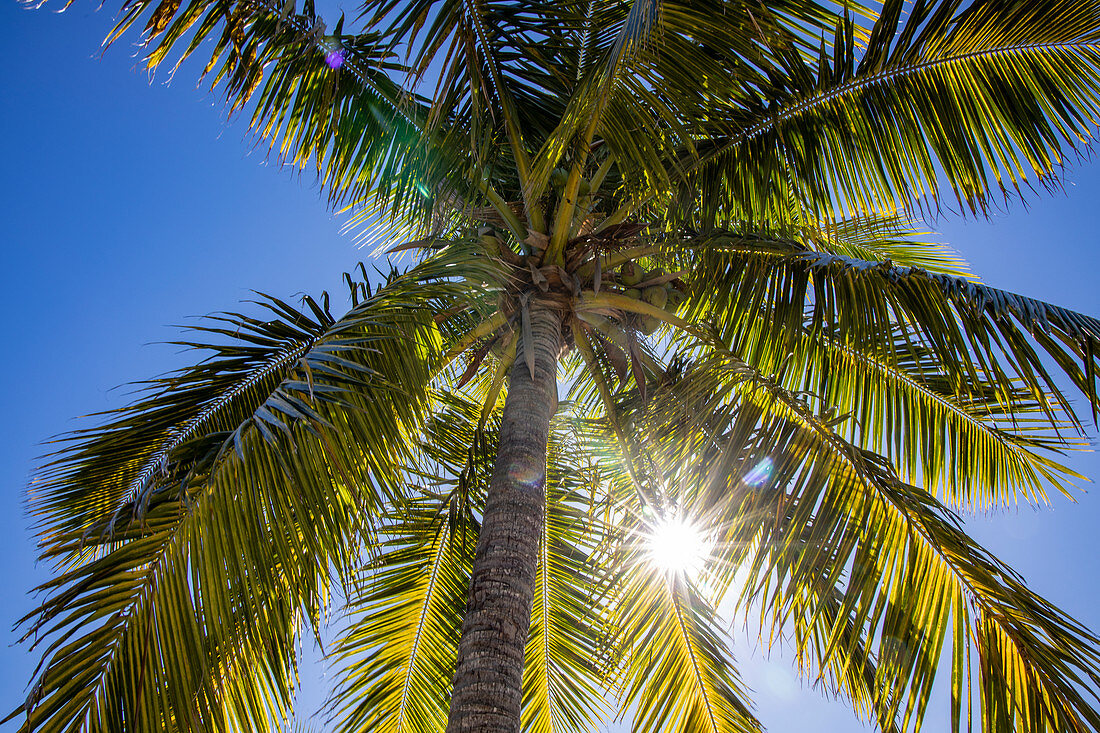 Sonnenstrahlen scheinen durch Palmwedel im Malamala Island Beach Club, Mala Mala Island, Mamanuca Group, Fidschi-Inseln, Südpazifik
