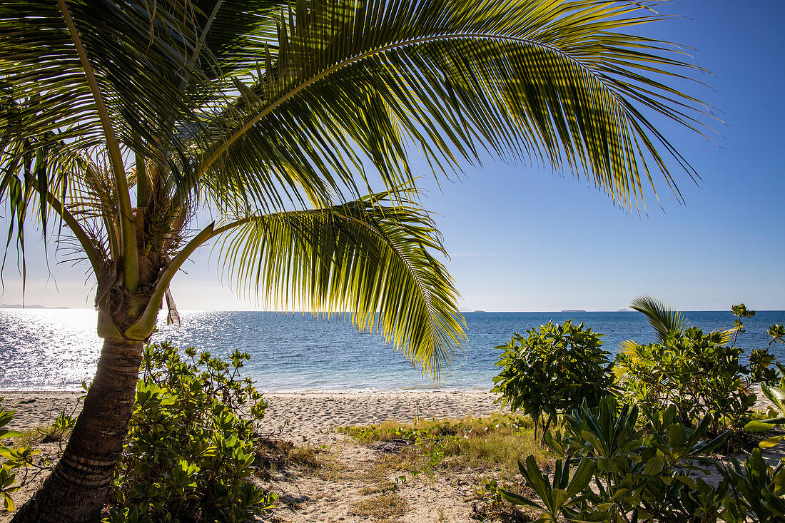 Kokospalme am Strand im Malamala Island Beach Club, Mala Mala Island, Mamanuca Group, Fidschi-Inseln, Südpazifik