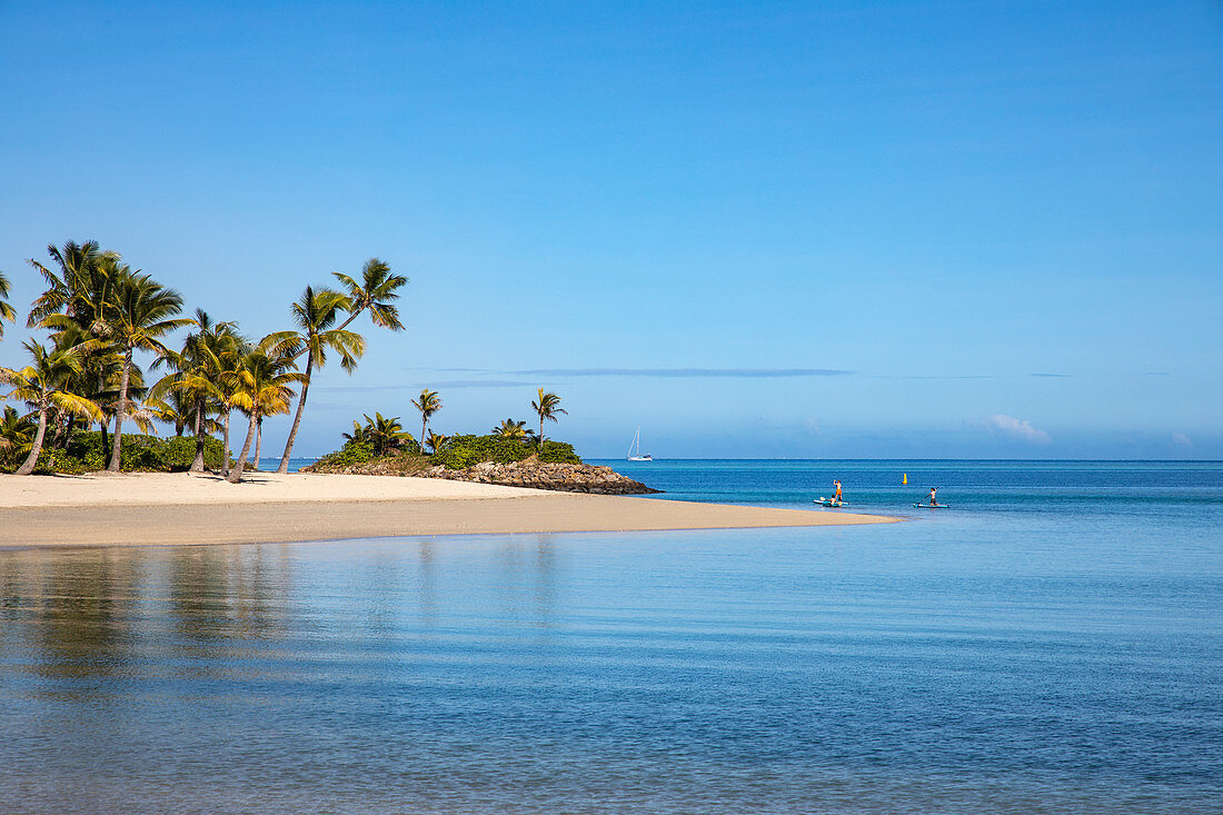 Coconut trees and beach at Six Senses Fiji Resort with family on SUP stand up paddle boards, Malolo Island, Mamanuca Group, Fiji Islands, South Pacific