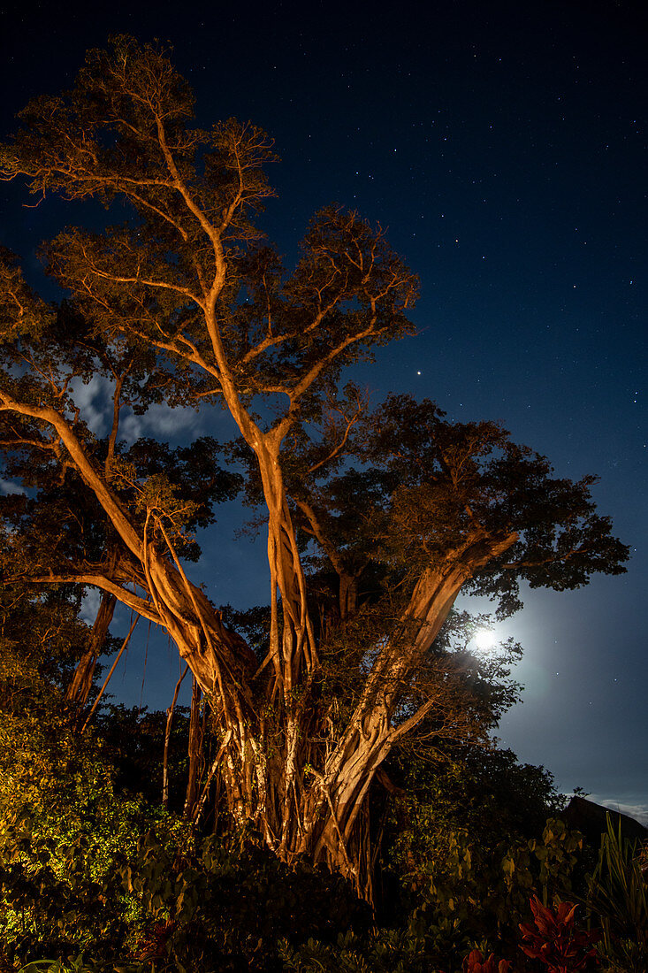 Vollmond und Sterne hinter majestätischem Feigenbaum in den Gärten des Six Senses Fiji Resort, Malolo Island, Mamanuca Group, Fidschi-Inseln, Südpazifik