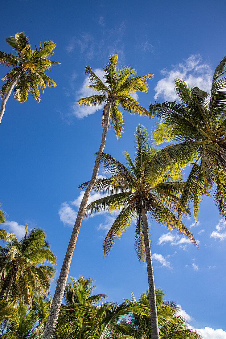 Coconut palms, Gunu, Naviti Island, Yasawa Group, Fiji Islands, South Pacific