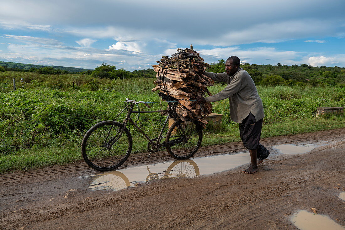 Man pushes bicycle with collected firewood along dirt road in grasslands, near Akagera National Park, Eastern Province, Rwanda, Africa