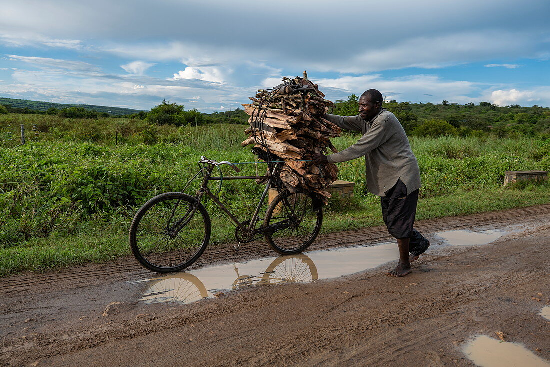 Mann schiebt Fahrrad mit gesammeltem Brennholz entlang Feldweg in Grasland, nahe Akagera National Park, Eastern Province, Ruanda, Afrika