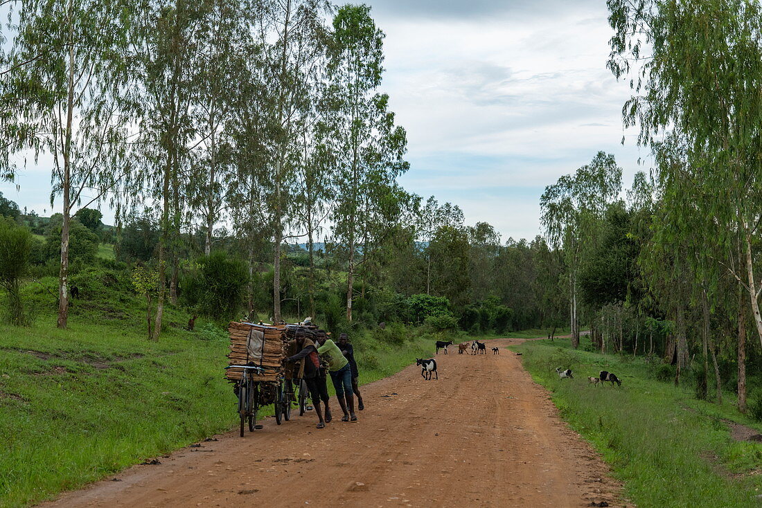 Junge Männer schieben Fahrräder mit gesammeltem Feuerholz entlang unbefestigter Straße mit Ziegen dahinter, nahe Kabarondo, Eastern Province, Ruanda, Afrika