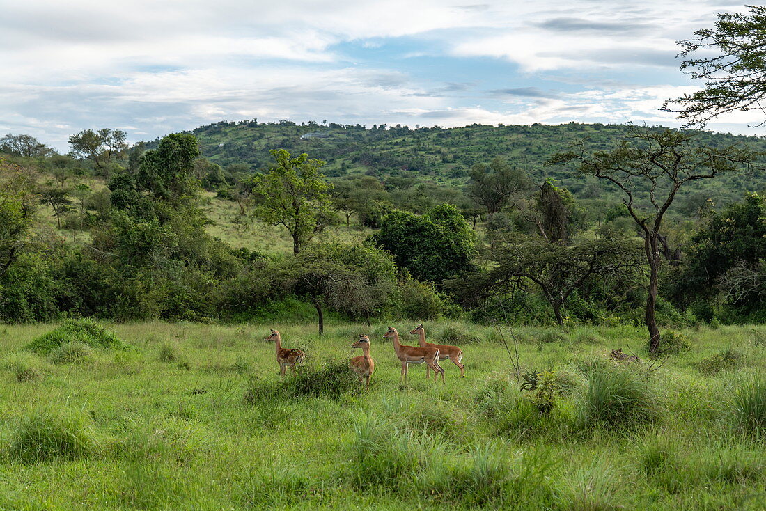 Antilopen in Grasland mit Bäumen und Berg dahinter, Akagera National Park, Eastern Province, Ruanda, Afrika