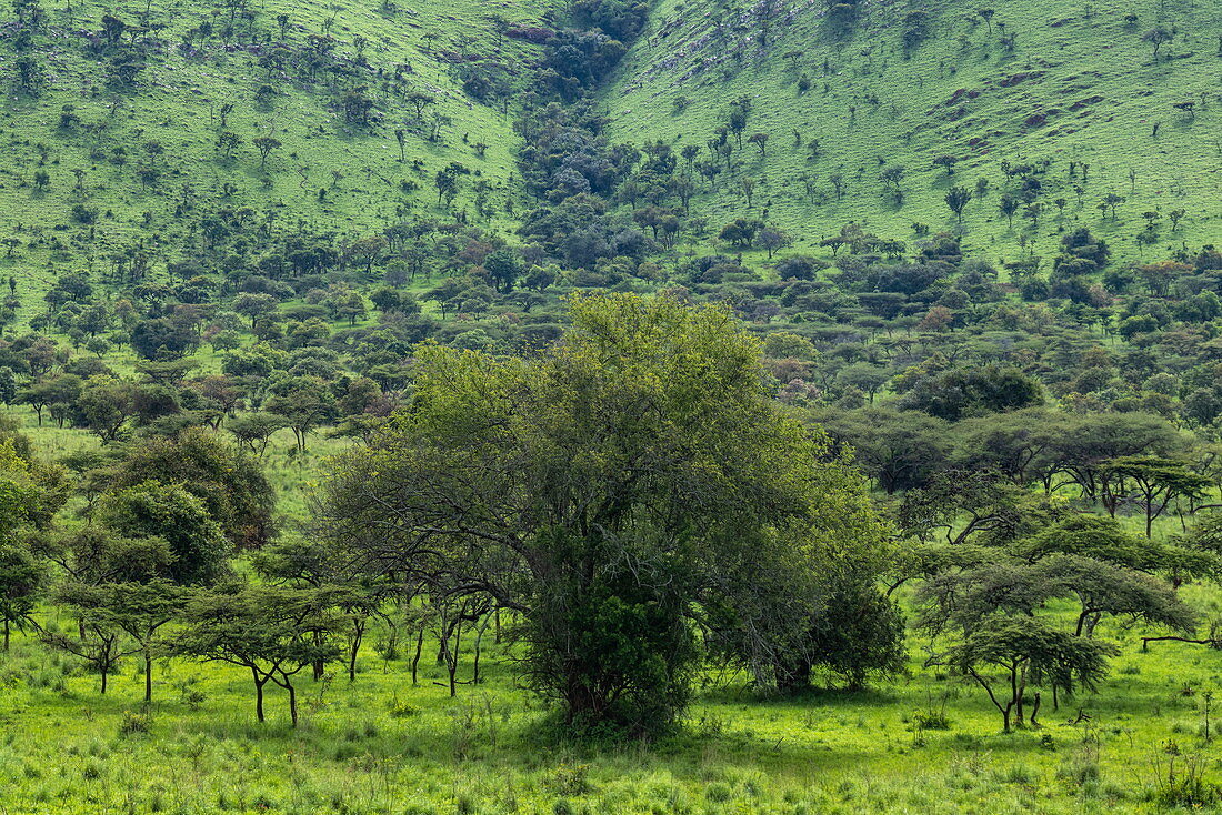 Bäume in üppigem Grasland, Akagera National Park, Eastern Province, Ruanda, Afrika