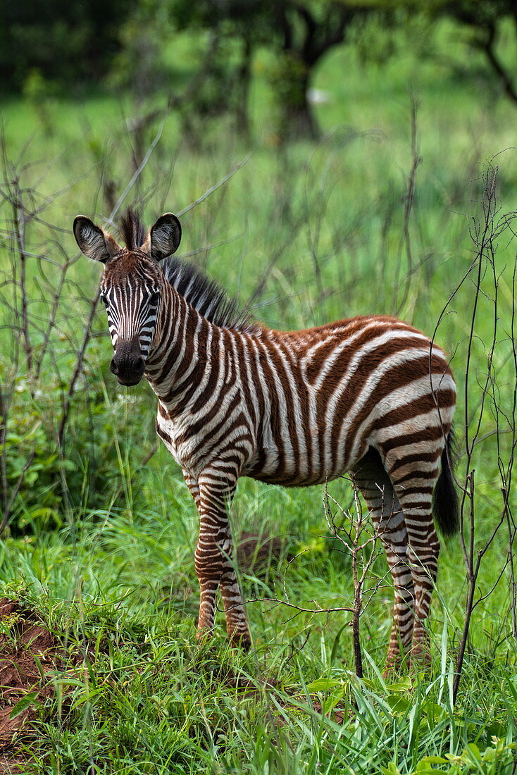 Zebra im Grasland, Akagera National Park, Eastern Province, Ruanda, Afrika