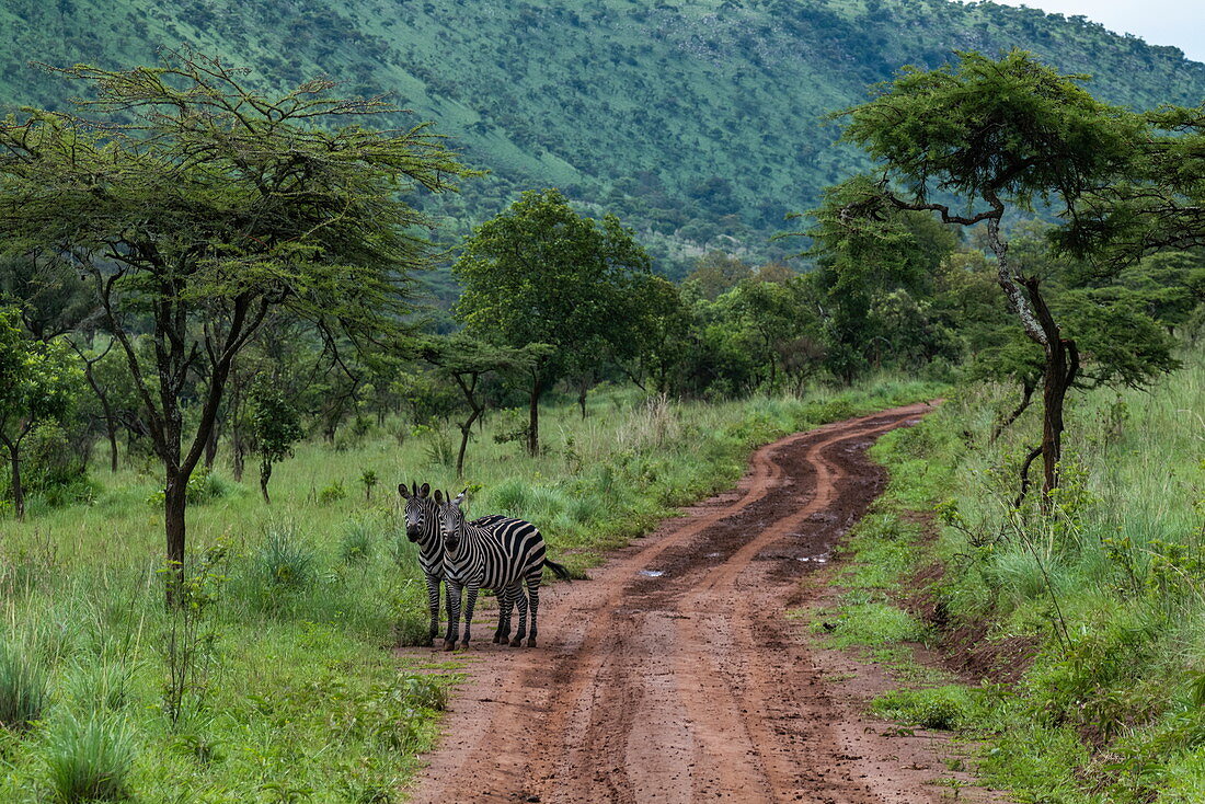 Zebras auf Schlammpiste durch Grasland, Akagera National Park, Eastern Province, Ruanda, Afrika