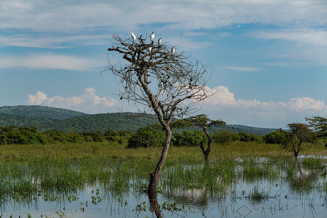Grasland mit Vögeln die auf Bäumen in einem Teich ruhen, nahe Akagera National Park, Eastern Province, Ruanda, Afrika