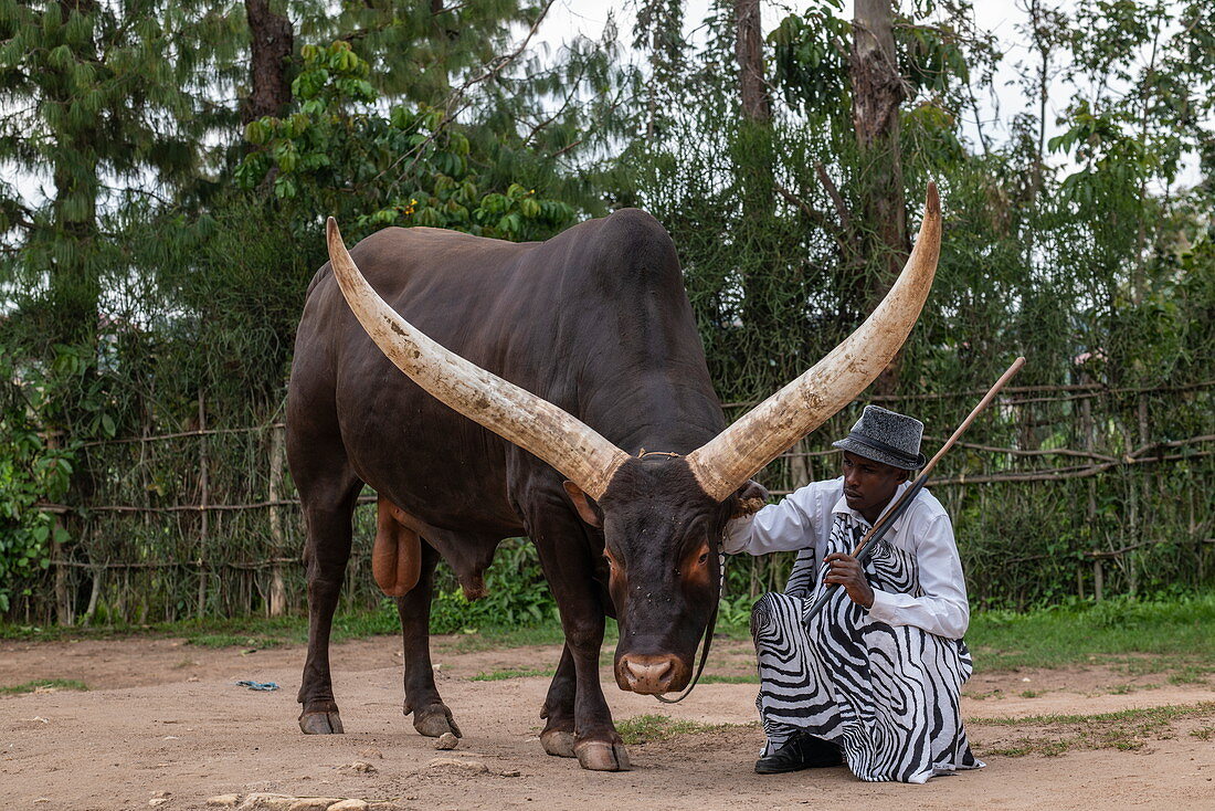 Inyambo (heilige) Kuh mit riesigen Hörnern und Hüter im Garten des Königspalast Museum von Mutara III Rudahigwa von 1931, Nyanza, Southern Province, Ruanda, Afrika 