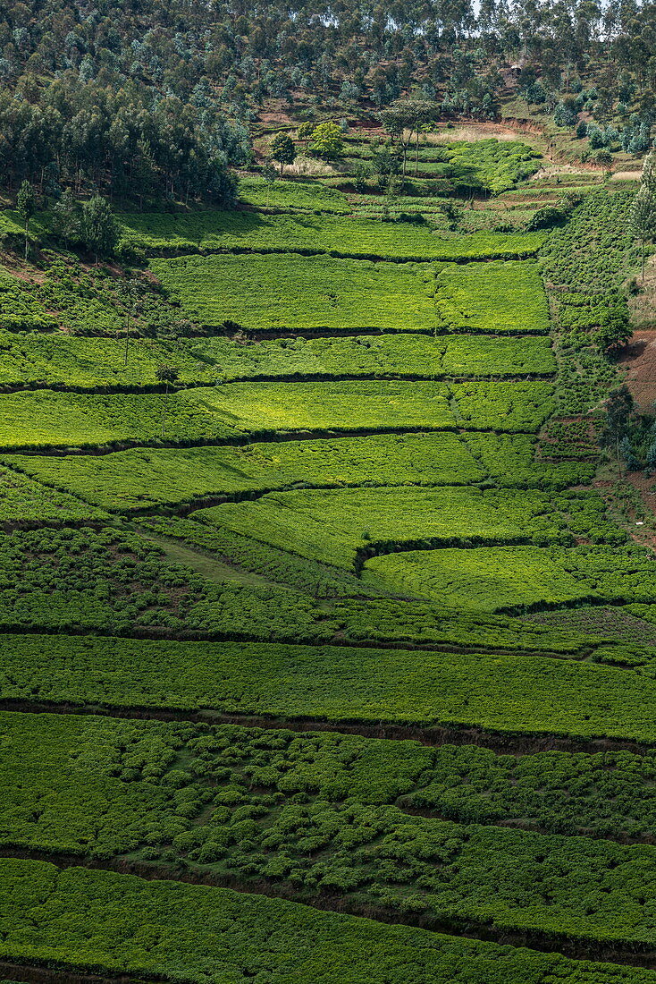 Blick über Teeplantage am Hang, nahe Mudasomwa, Southern Province, Ruanda, Afrika