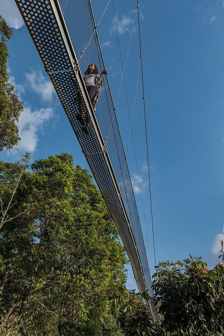 Low angle view to young woman on suspension bridge of Canopy Walkway, Nyungwe Forest National Park, Western Province, Rwanda, Africa