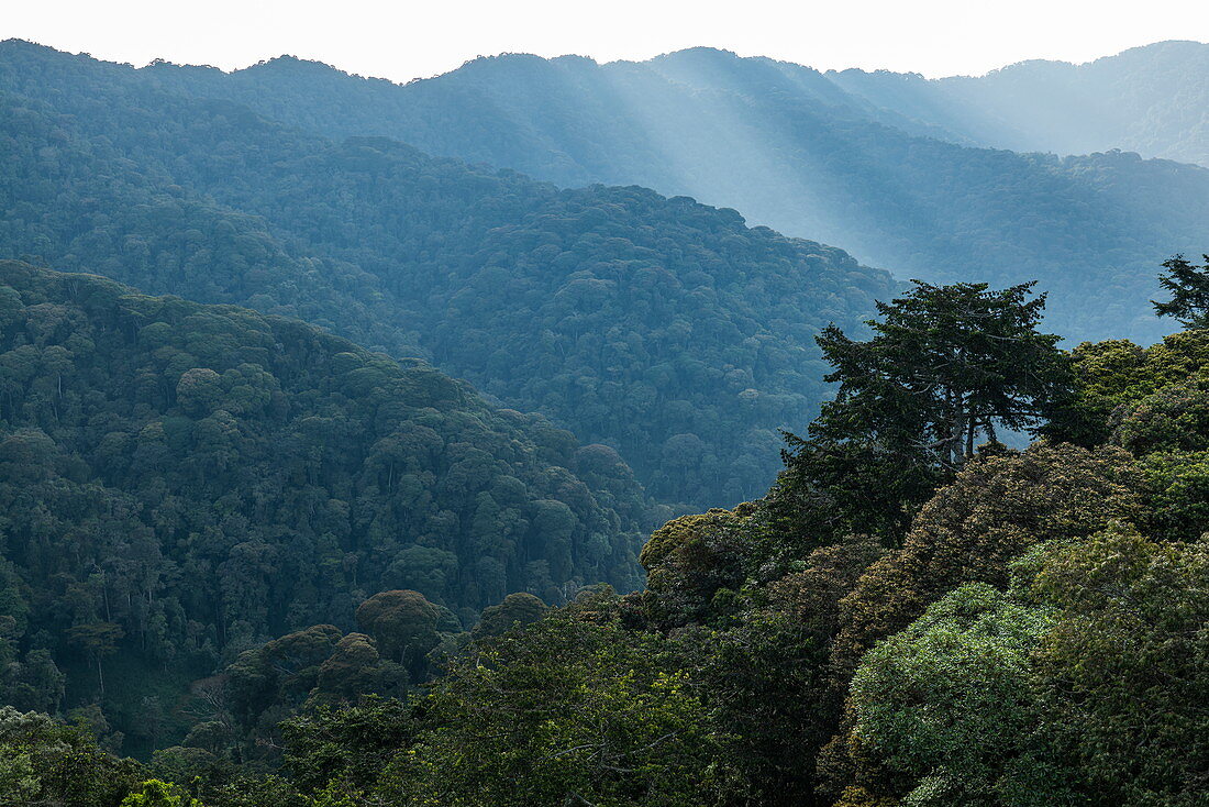 Blick auf Bäume und Berge vom Canopy Walkway, Nyungwe Forest National Park, Western Province, Ruanda, Afrika