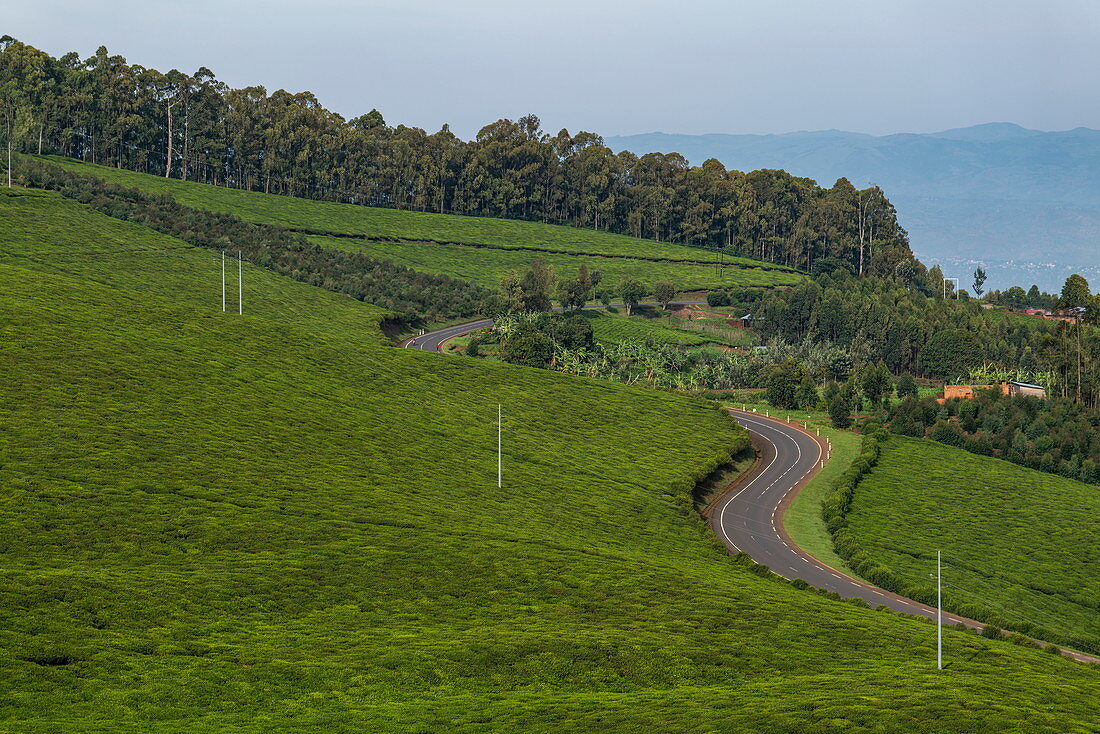 Tea plantation next to the main road along Lake Kivu, near Gisakura, Western Province, Rwanda, Africa