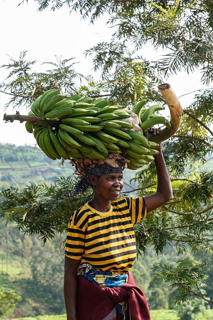 Lächelnde Frau trägt schwere Bananenstaude auf Kopf, nahe Gisakura, Western Province, Ruanda, Afrika